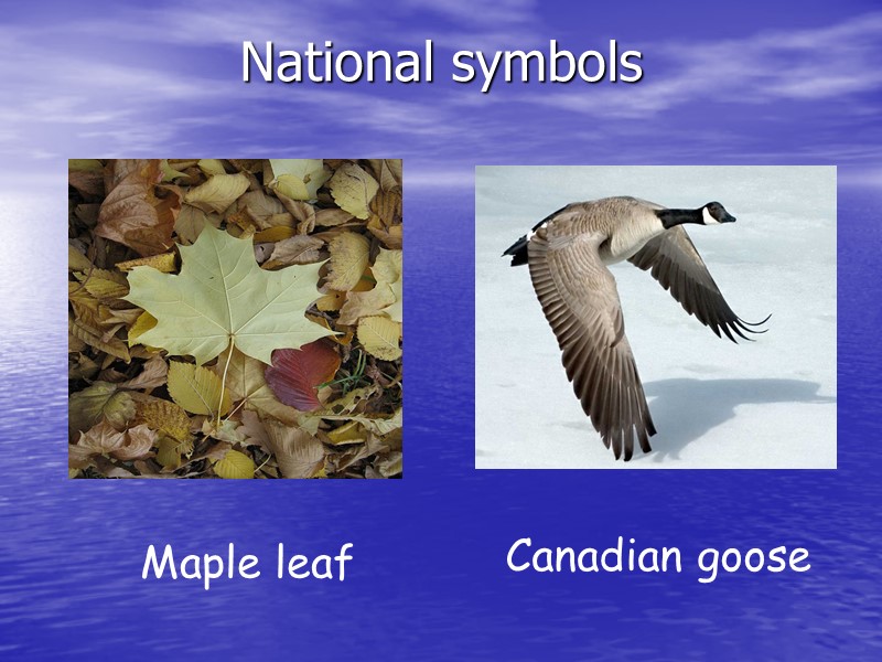 National symbols Maple leaf Canadian goose